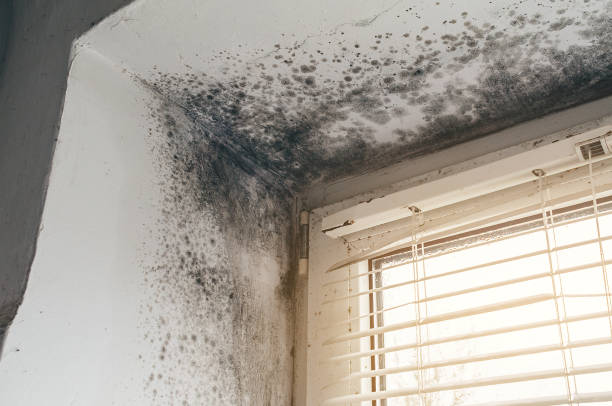 Affordable Mold Inspection And Testing solutions in Livingston, NJ